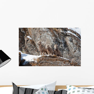 Baby Bighorn Sheep Rock Wall Decal shown on a wall