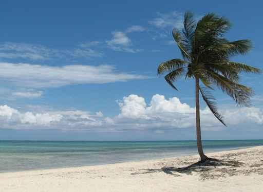 Lone Palm Tree Beach Wall Decal
