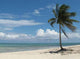 Lone Palm Tree Beach Wall Decal