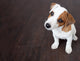 Puppy Wall Decal