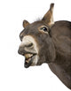 Silly Donkey Wall Decal