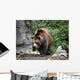 Kodiak Brown Bear Wall Decal