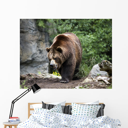 Kodiak Brown Bear Wall Decal