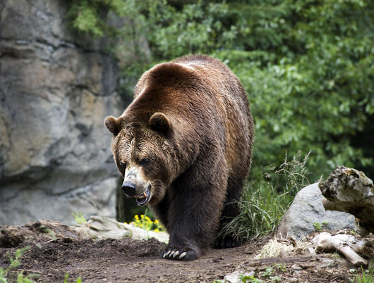 Kodiak Brown Bear Wall Decal