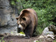 Kodiak Brown Bear Wall Decal