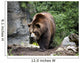 Kodiak Brown Bear Wall Decal