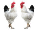 Two White Cocks Wall Decal