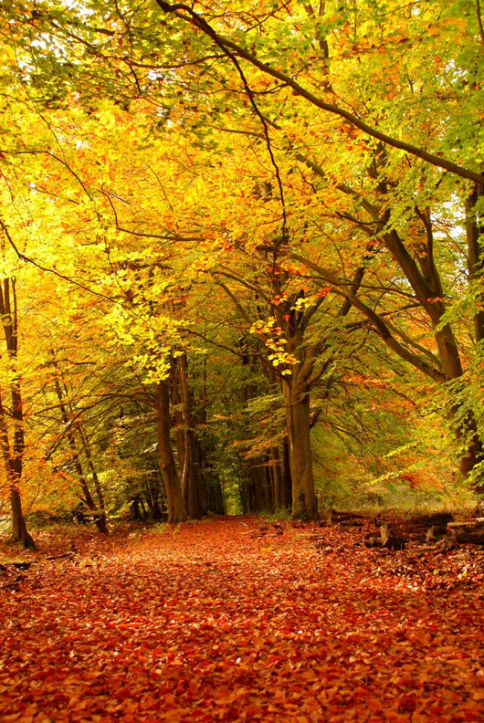 Forest Autumn Wall Decal