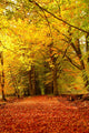 Forest Autumn Wall Decal