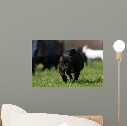 Black French Bulldog Wall Decal