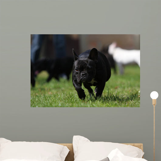 Black French Bulldog Wall Decal