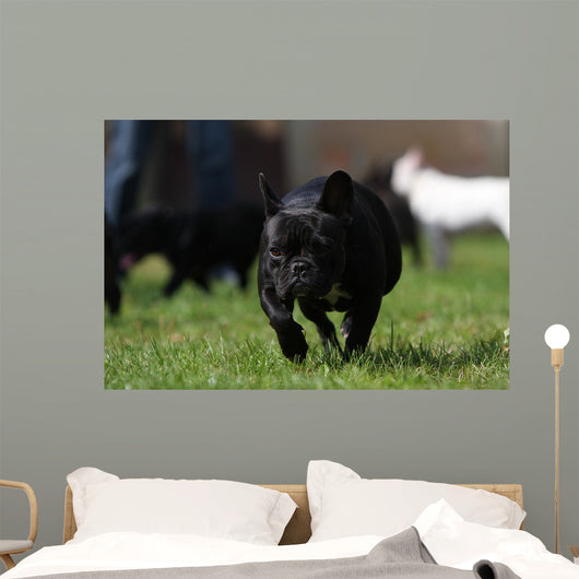 Black French Bulldog Wall Decal