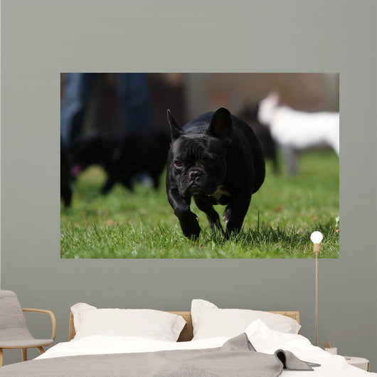 Black French Bulldog Wall Decal