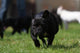 Black French Bulldog Wall Decal