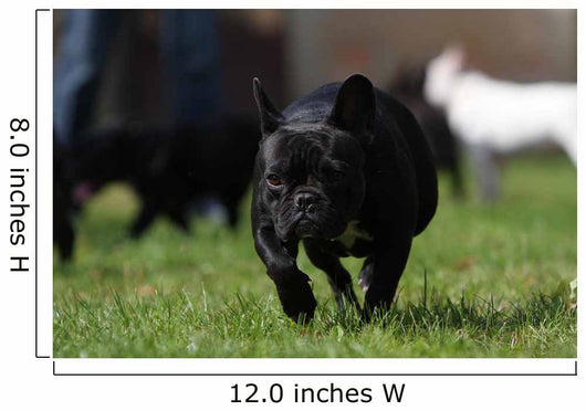 Black French Bulldog Wall Decal