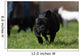 Black French Bulldog Wall Decal