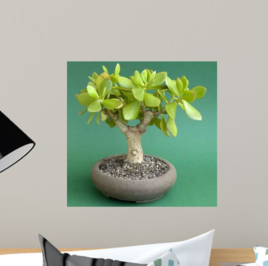 Crassula Ovata Money Tree Wall Decal