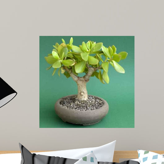 Crassula Ovata Money Tree Wall Decal