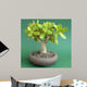 Crassula Ovata Money Tree Wall Decal