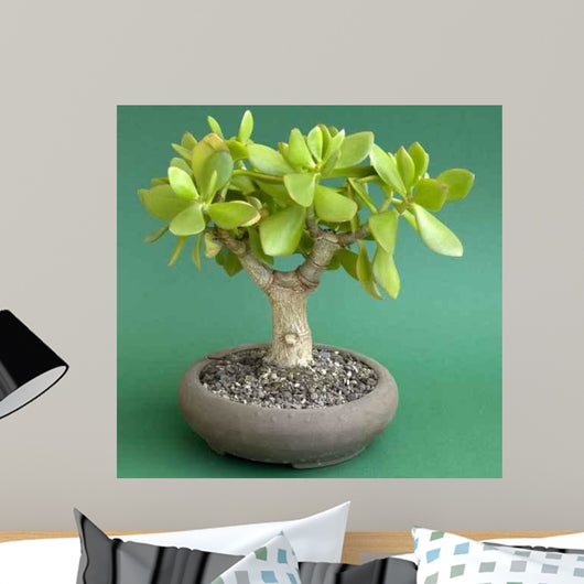 Crassula Ovata Money Tree Wall Decal