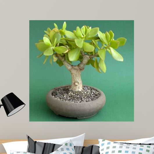 Crassula Ovata Money Tree Wall Decal