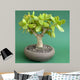 Crassula Ovata Money Tree Wall Decal