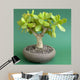 Crassula Ovata Money Tree Wall Decal