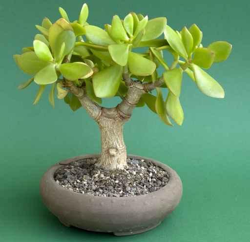 Crassula Ovata Money Tree Wall Decal