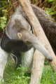 Anteater Thailand Wall Decal