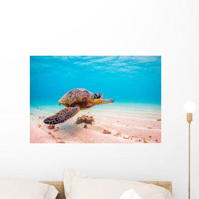 Endangered Hawaiian Sea Turtle Wall Decal shown on a wall