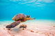 Endangered Hawaiian Sea Turtle Wall Decal