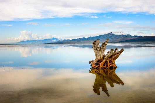 Antelope Island State Park Wall Decal
