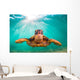 Endangered Hawaiian Green Sea Wall Decal