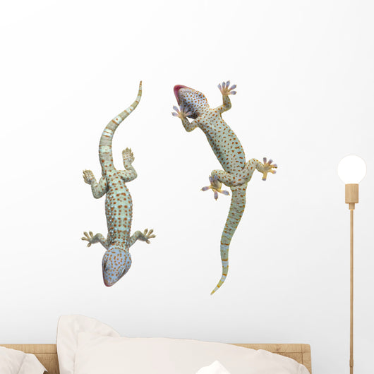 Tokay Geckos Wall Decal
