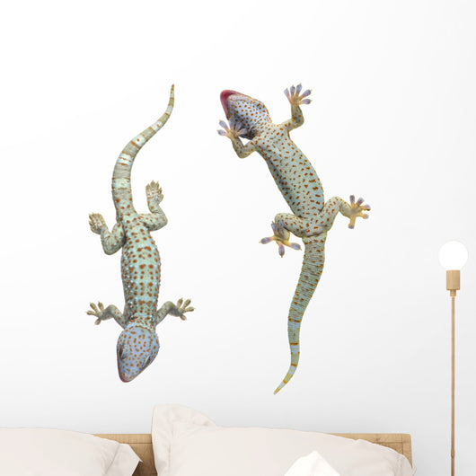 Tokay Geckos Wall Decal