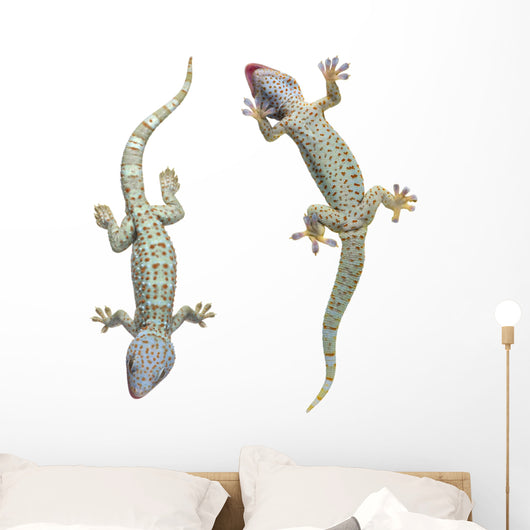 Tokay Geckos Wall Decal
