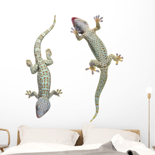 Tokay Geckos Wall Decal