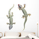 Tokay Geckos Wall Decal