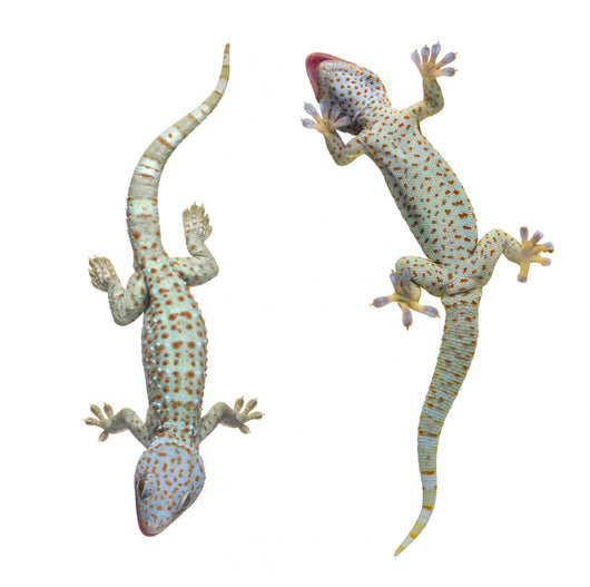 Tokay Geckos Wall Decal