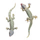Tokay Geckos Wall Decal