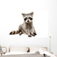 Adorable Baby Raccoon Wall Decal