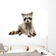 Adorable Baby Raccoon Wall Decal