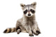 Adorable Baby Raccoon Wall Decal
