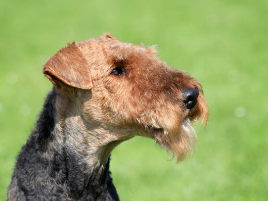 Airedale Terrier Spring Garden Wall Decal