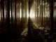 Lights and Forests Wall Decal