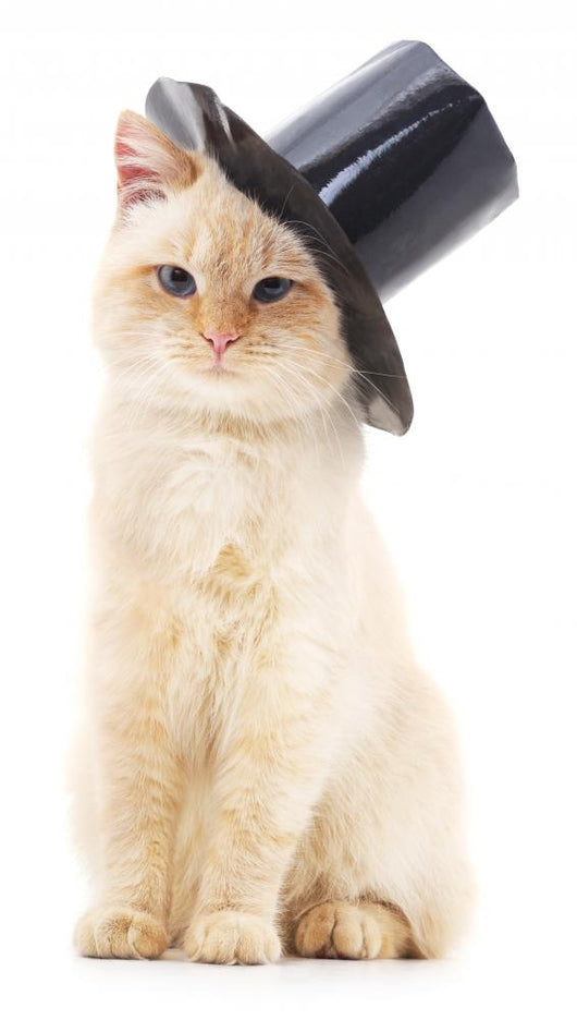 White Cat Black Hat Wall Decal