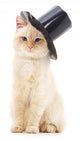 White Cat Black Hat Wall Decal