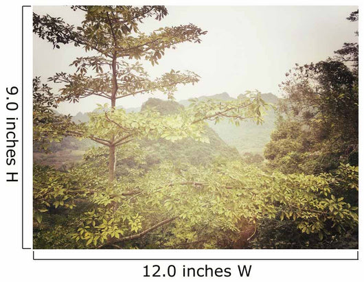 Looking through Misty Foliage Wall Decal