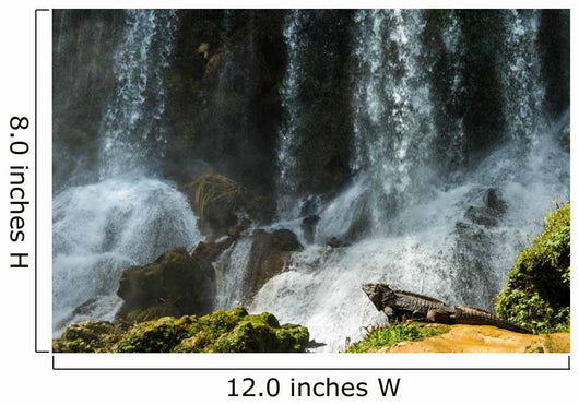 Iguana Cuban Waterfall Wall Decal