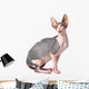 Sphynx Cat Wall Decal